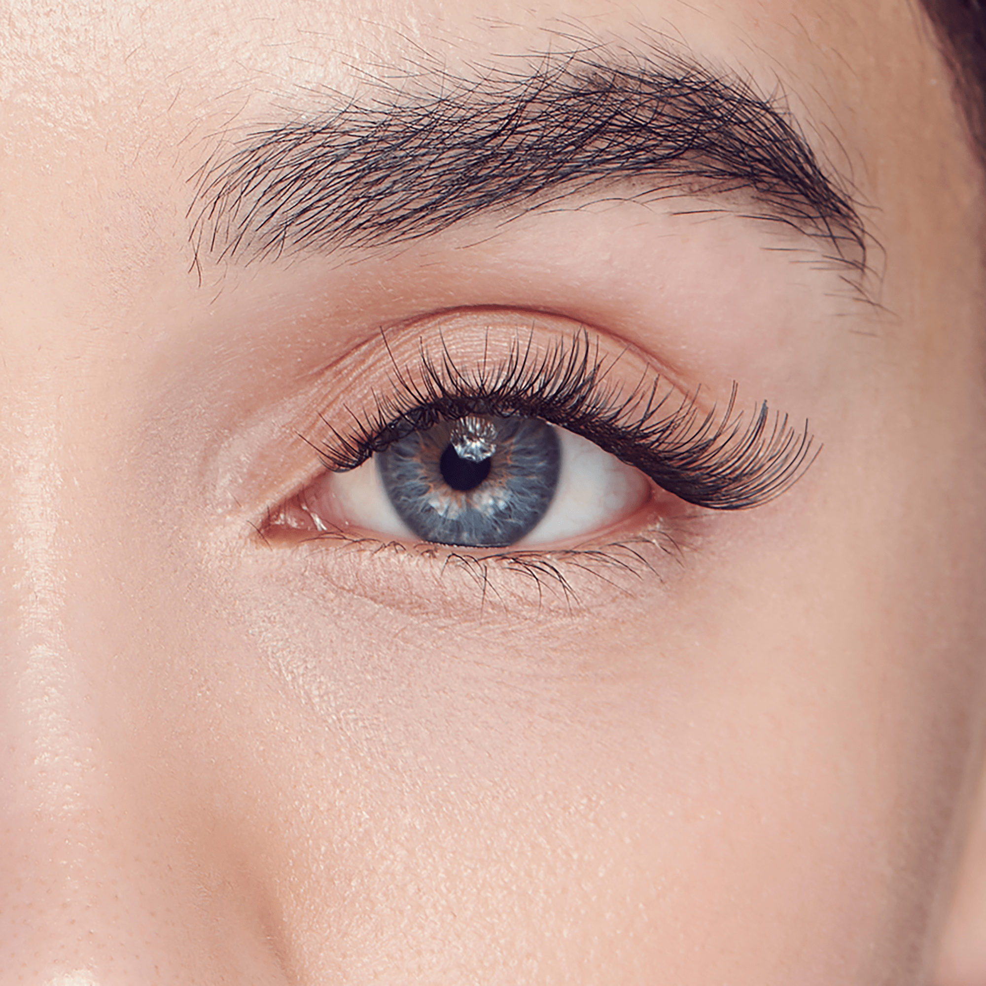 FALSCARA Multipack - Classic Wispy